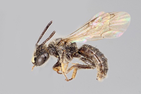 [Panurginus cressoniellus male (lateral/side view) thumbnail]